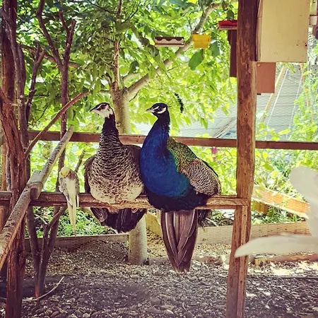 Casa de Férias Behappy Ferreira do Zêzere