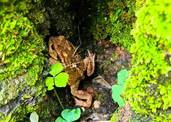 Nyaraló Behappy Ferreira do Zêzere