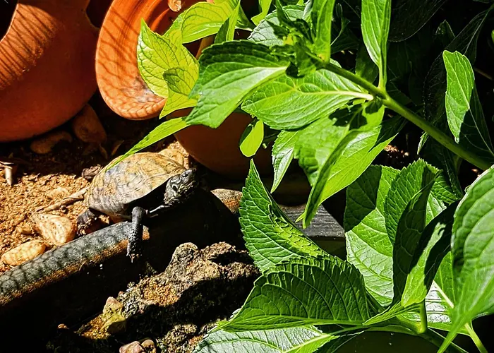 Nyaraló Behappy Ferreira do Zêzere