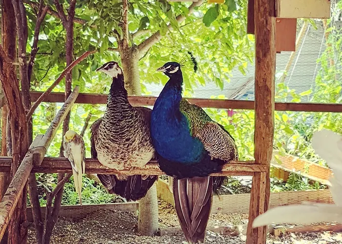 Nyaraló Behappy Ferreira do Zêzere