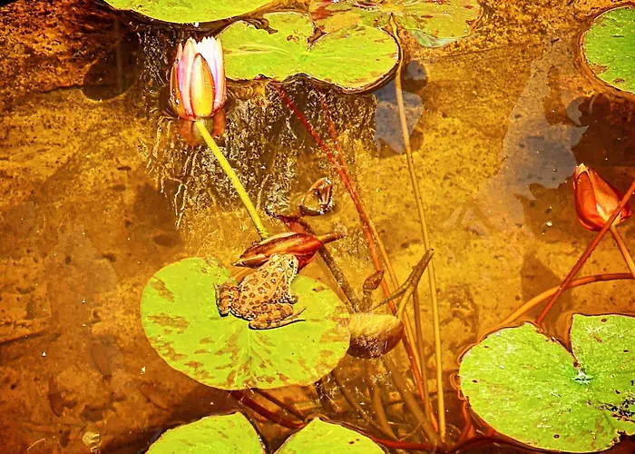 Nyaraló Behappy Ferreira do Zêzere